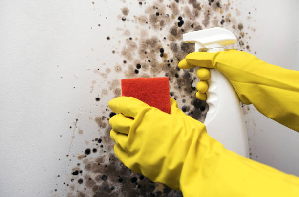Attic Mold Removal in Lake Park, IA