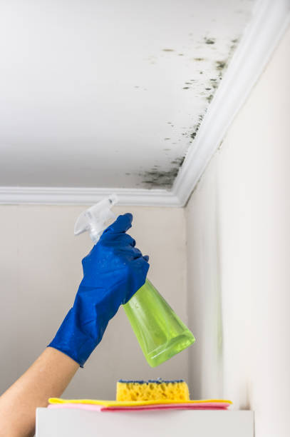 Best Mold Damage Repair  in Lake Park, IA